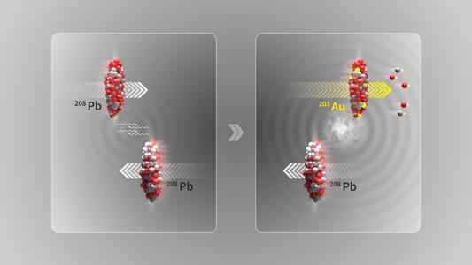 Schematic representation of the conversion of a lead nucleus (Pb) to a gold nucleus (Au). The electromagnetic interaction between the nuclei in near-collisions (left) leads to protons being released from the lead nucleus, resulting in the formation of another element, such as gold (right).